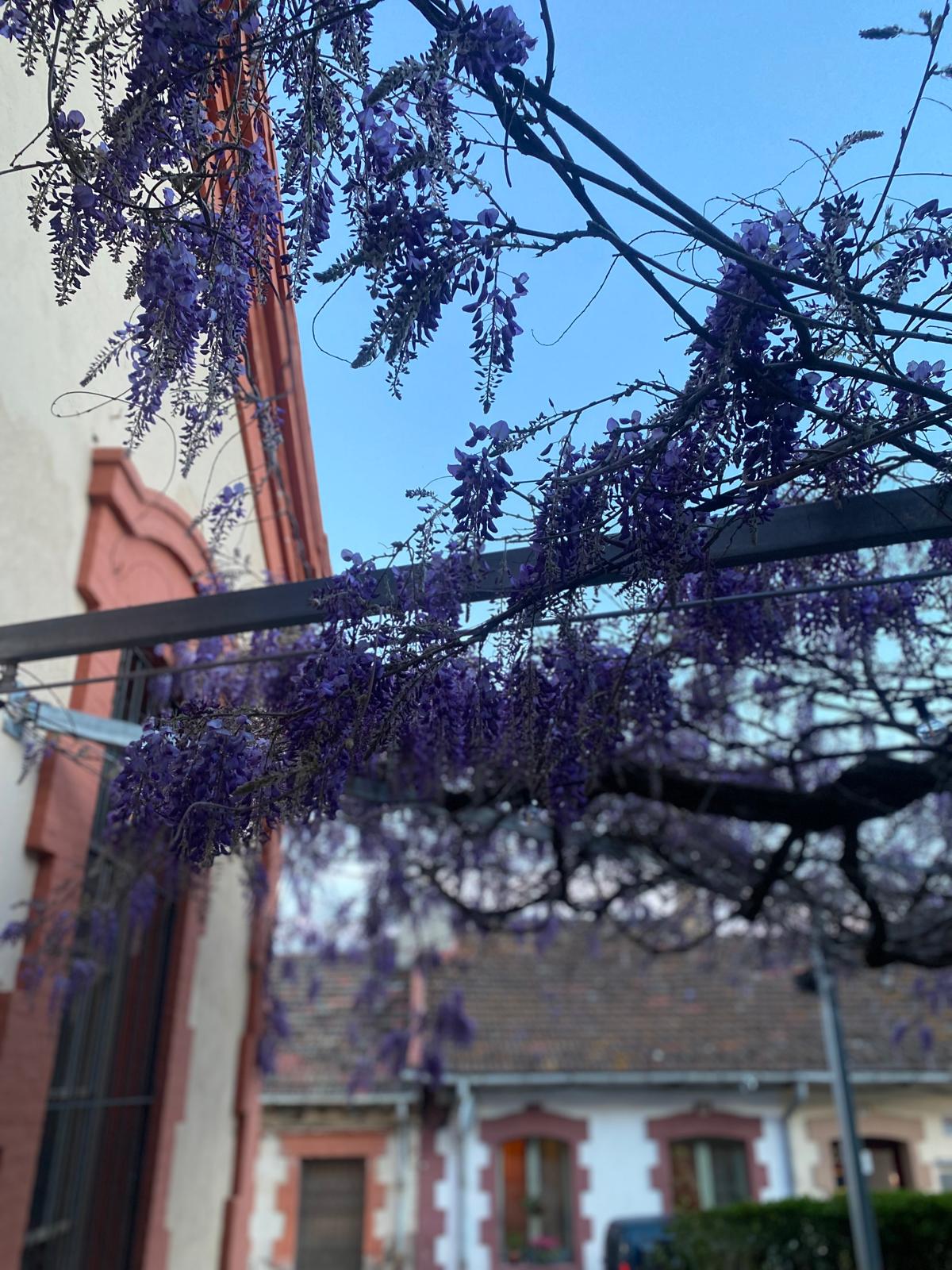 casino borogonya (6)