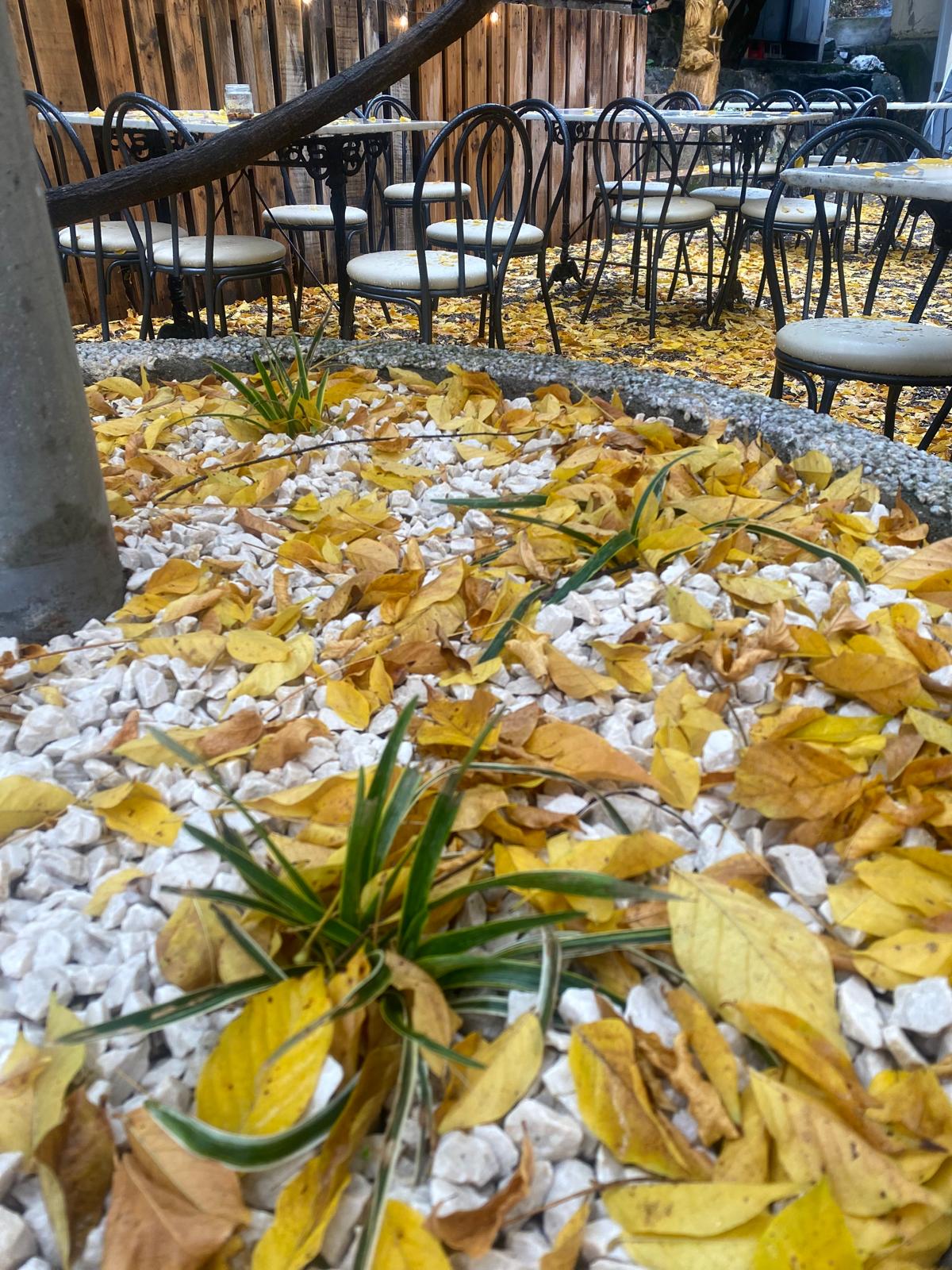 casino borogonya (9)